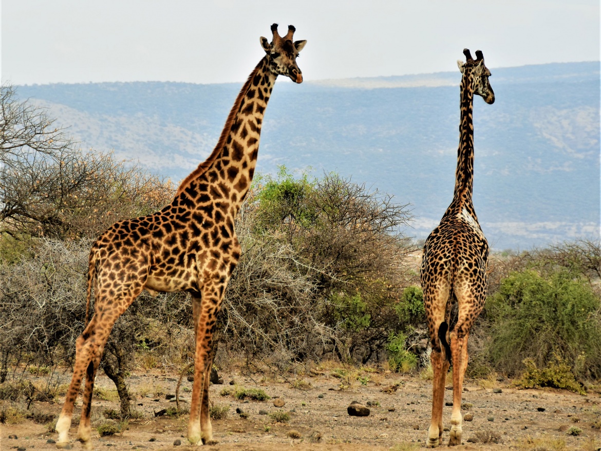 giraffe1.jpg