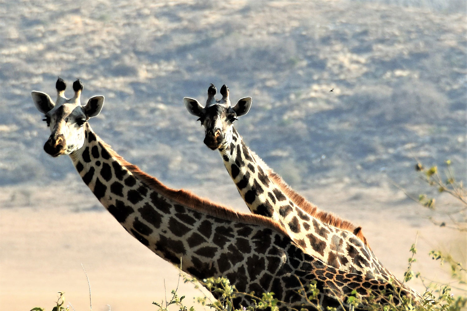 Giraffe in Tanzania