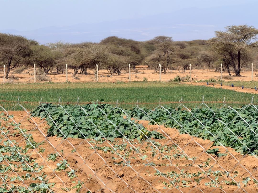 Fresh water project in a Maasai community in Tanzania