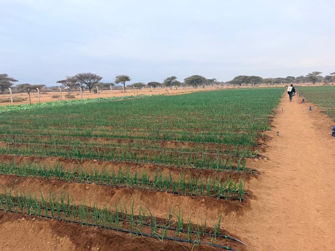 Fresh water project in a Maasai community in Tanzania